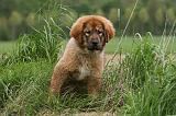 DOGUE DU TIBET 782